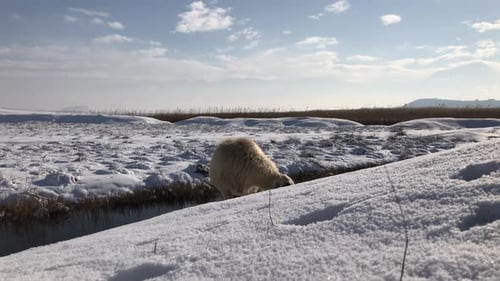 Sheep Drinking Water in Snowy Winter Landscape