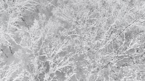 Aerial View of Winter Forest Covered with Snow