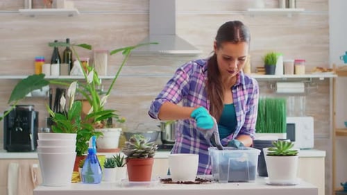 Woman Replanting Succulent in Kitchen Environment