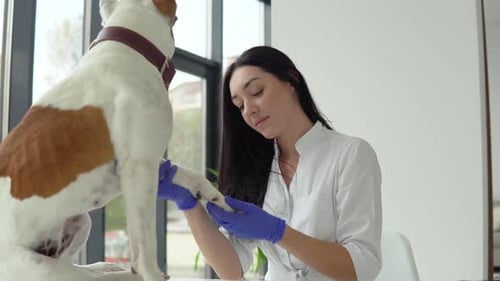 Veterinarian Checks Dog Paw in Clean Office