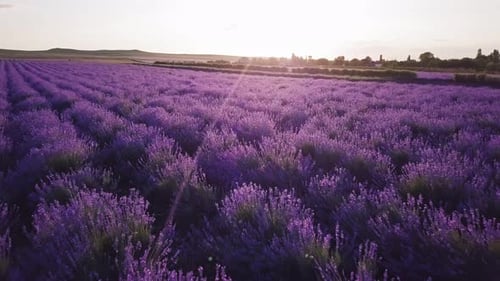 Aerial View of Lavender Flower Field in France Provence
