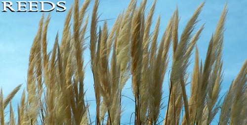 Reeds