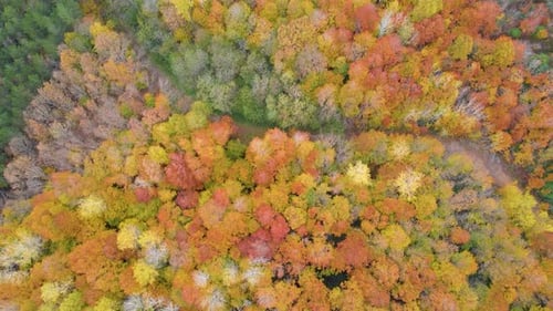 Colorful Autumn Forest Aerial View with Road
