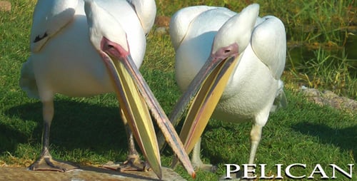 Pelican