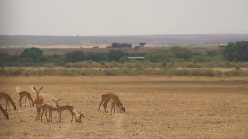 Impalas Grazing Peacefully in African Savanna Landscape