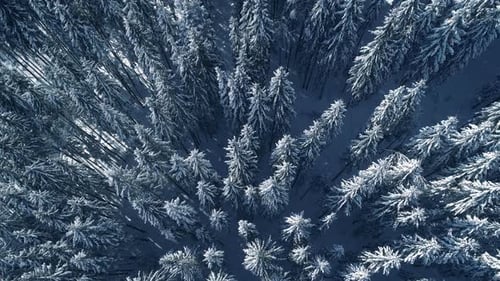 Winter Season Spruce and Pine Trees Covered with Snow. Aerial Top Down Flyover Shot of Winter Forest