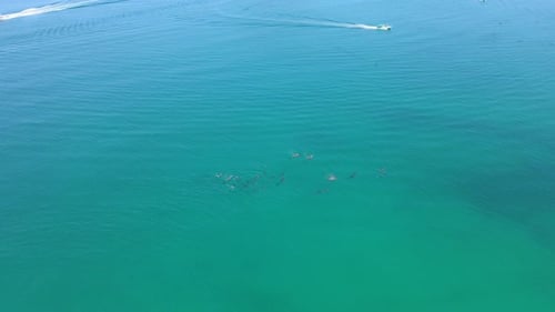 Pod of Dolphins Swimming in Turquoise Ocean