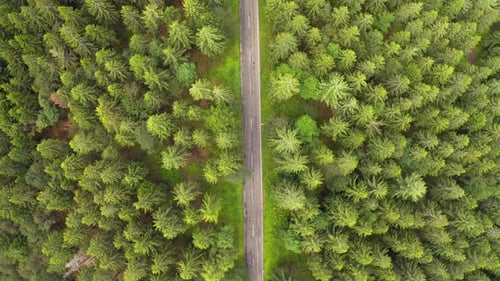 Top Down Aerial View Flying Over Forest Road with Car