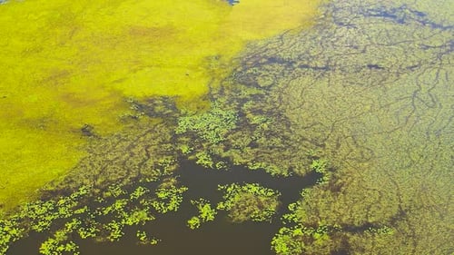La surface du lac avec des plantes et des lentilles d'eau