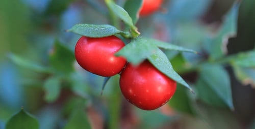 Two Red Berries Hanging on a Plant Branch