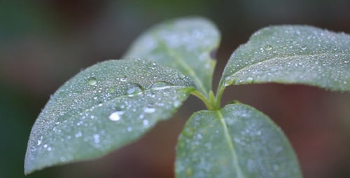Leaves 13