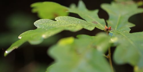 Leaves 15