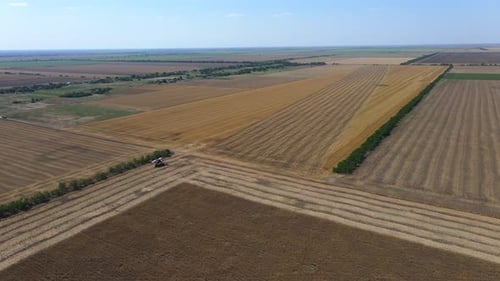 Campo de colza maduro na região de Kherson, Ucrânia