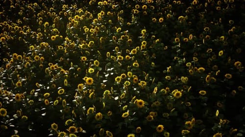 Sunflower Field and Cloudy Sky
