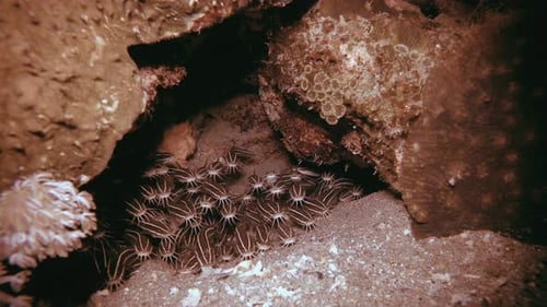 Catfish Schooling Tropical Reef