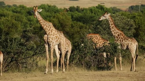 Giraffen im natürlichen Lebensraum - Südafrika