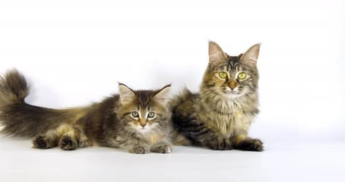 902873 Brown Tortie Blotched Tabby Maine Coon Domestic Cat, Female and Kitten laying against White B