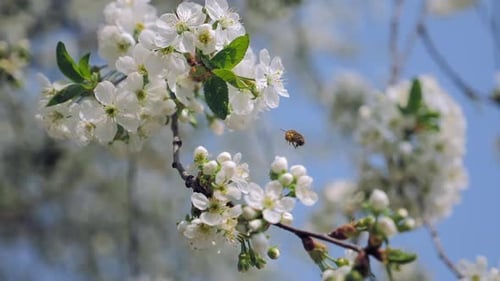 Bee Pollinating White Blossoms on a Sunny Spring Day