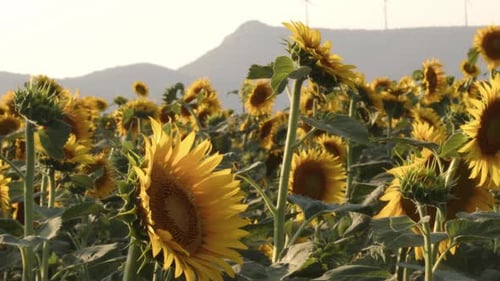Honey Bee Flying In Sunflower Field In Summer