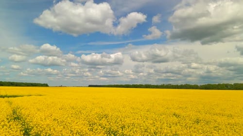 Yellow Canola Field Drohnenansicht