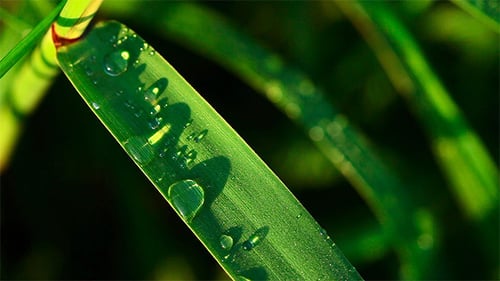 Dew.