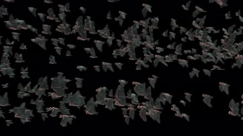 Bat 4K