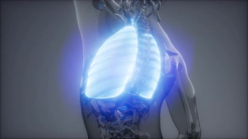 Human Lungs Radiology Exam