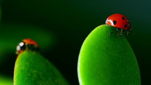 Pair of Red Ladybug Crawl on Blade of Grass Against Nature Background