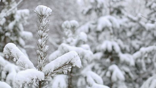 Falling Snow