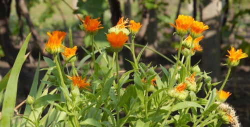 Vibrant Orange Calendula Flowers Blooming in Sunlight