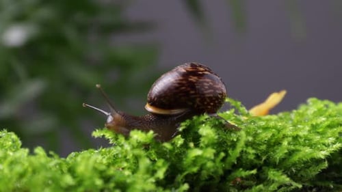 Süße Schnecke mit brauner Schale kriecht langsam auf grünem Moos im Garten