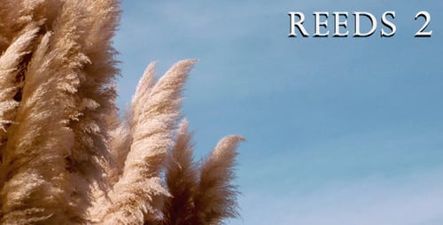 Pampas Grass Plumes Swaying in the Wind