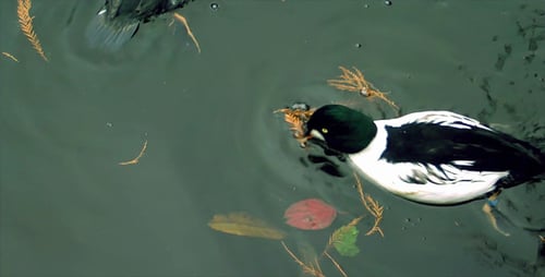 Canards 2