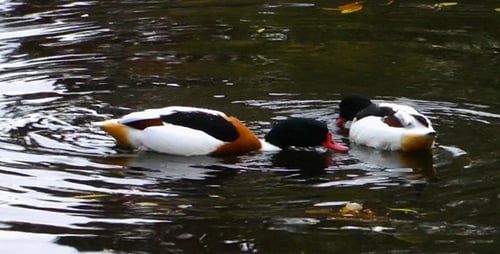 Ducks Swimming in Murky Pond Waters