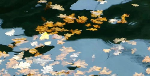 Blätter auf dem Wasser 1