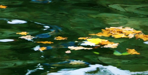 Leaves on the Water 5