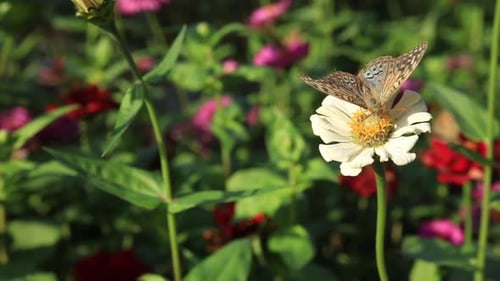 Schmetterling beim Sammeln von Pollen von blühenden Blumen auf Blumenbeet. Sommersaison.