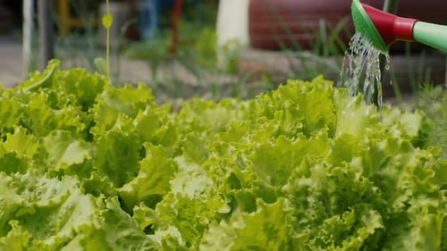 Unrecognizable Person Pouring Water on Blooming Green Lettuce with Watering Can