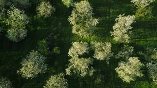 Blühender Kirschgarten 10