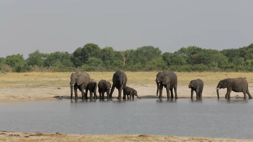 Elephant Family Group Drinking at Watering Hole
