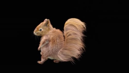 Realistic 3D Animated Squirrel Standing and Moving on Alpha Channel