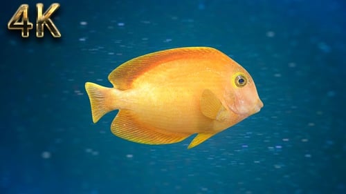Swimming Yellow Tang Fish in Ocean Water Animation