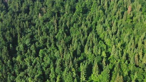 Aerial Drone View of Treetops in a Coniferous Forest