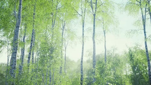 White Birch Trees in the Forest in Summer