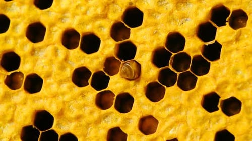 Blick auf die arbeitenden Bienen auf Honigzellen