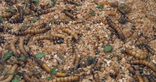 Teeming Super Worms Crawling in Wood Shavings