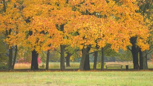 Autumn & Park 4K