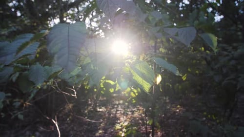 Inside the Forest