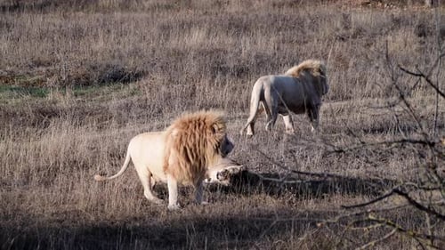 Fight of Lions in Pride at African Savannah
