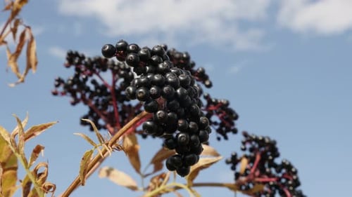 Sambucus ebulus baies noires sur fond de ciel bleu 4K 2160p 30 images par seconde en UltraHD - Healthy Danewort led